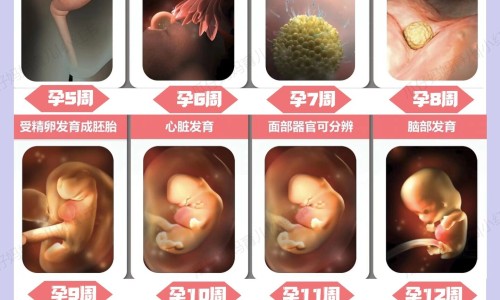 怀孕吃羊肉-孕妇吃羊肉和西瓜-专业孕妇吃羊肉和西瓜子好吗平台-羊肉孕妇吃了对胎儿好不