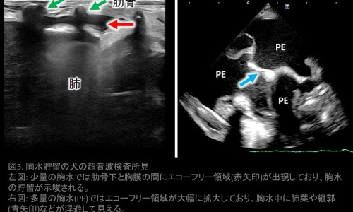 孕妇吃羊肉和西瓜哪个好-孕妇吃羊肉和西瓜-专业孕妇吃羊肉和西瓜子好吗平台-羊肉孕妇吃了对胎儿好不