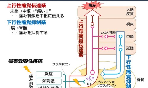 孕妇吃羊肉和西瓜哪个好-孕妇吃羊肉和西瓜-专业孕妇吃羊肉和西瓜子好吗平台-羊肉孕妇吃了对胎儿好不